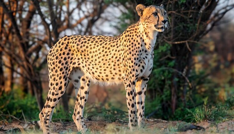 Cheetah movement in Hajipur Tanda crop fields