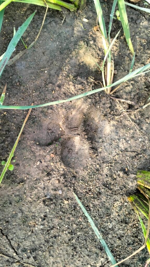 https://kadilinchevaartha.com/cheetah-movement-in-hajipur-tanda-crop-fields/